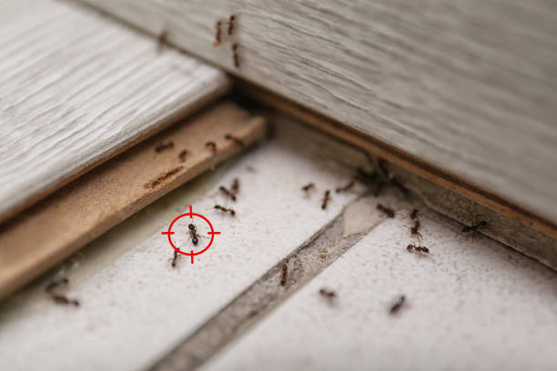 Best Pest Control for Homes  in Mcalester, OK