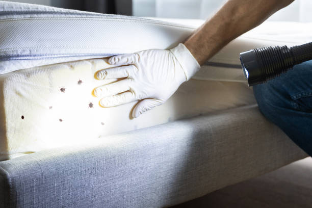 Best Affordable Pest Control Services  in Mcalester, OK