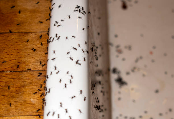 Best Affordable Pest Control Services  in Mcalester, OK