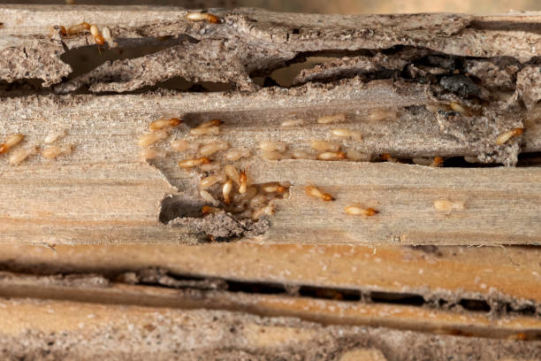 Best Wasp Removal Services  in Mcalester, OK